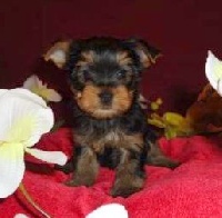 CHIOT